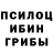 Псилоцибиновые грибы мицелий Jessa Hawke